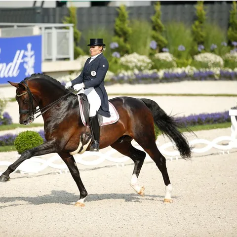 Ulrike Prunthaller reitet einen dunkelbraunen Hengst in der Dressurprüfung in Aachen